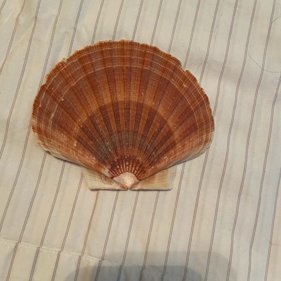 Beautiful Sea Shell - Picture 2 of 3
